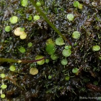 Utricularia moniliformis P.Taylor